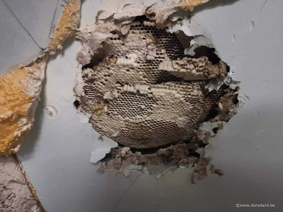Pourquoi détruire un nid de guêpes ?